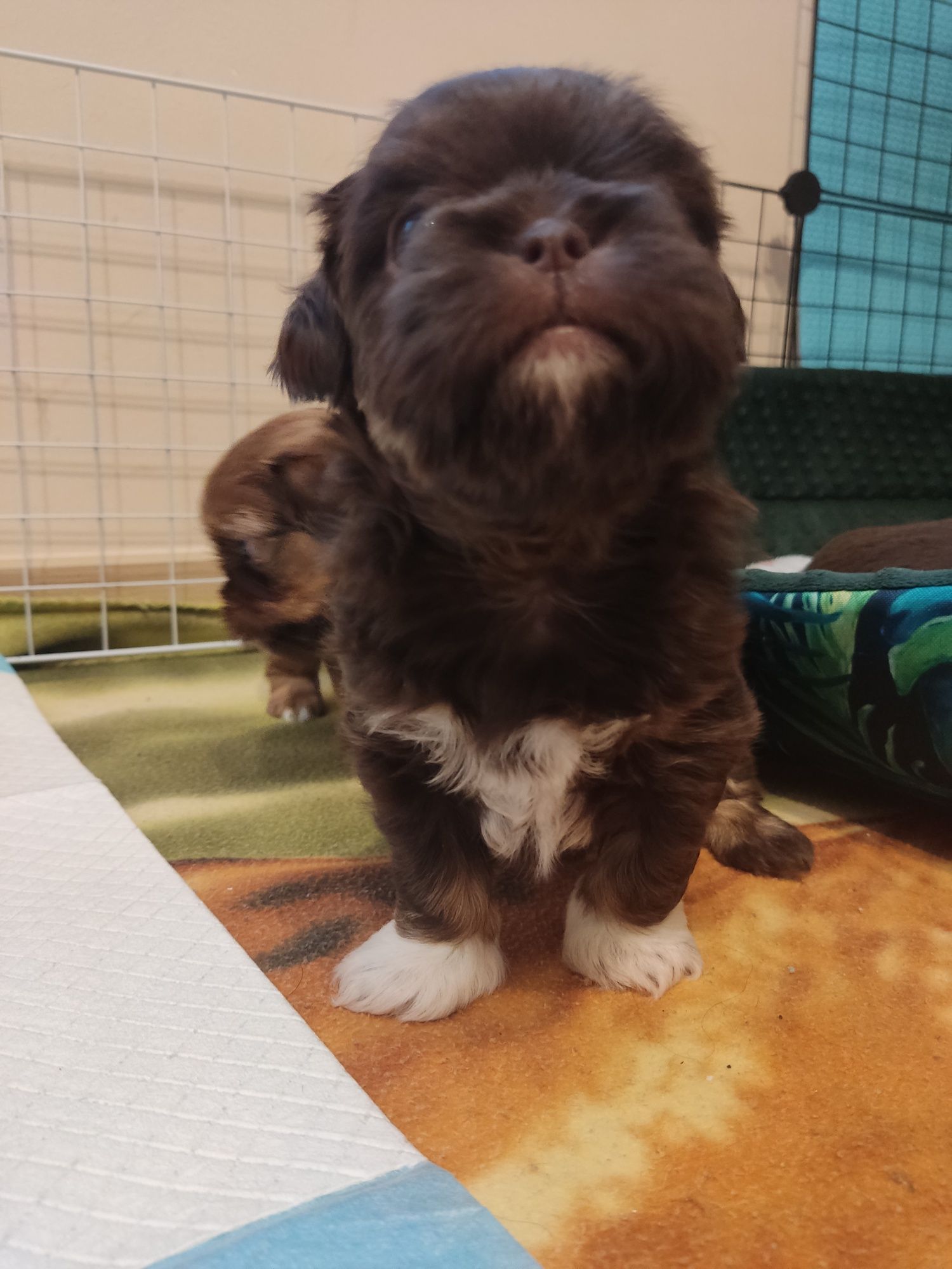 MALIBU Piesek Shih Tzu czekoladowy PODPALANY