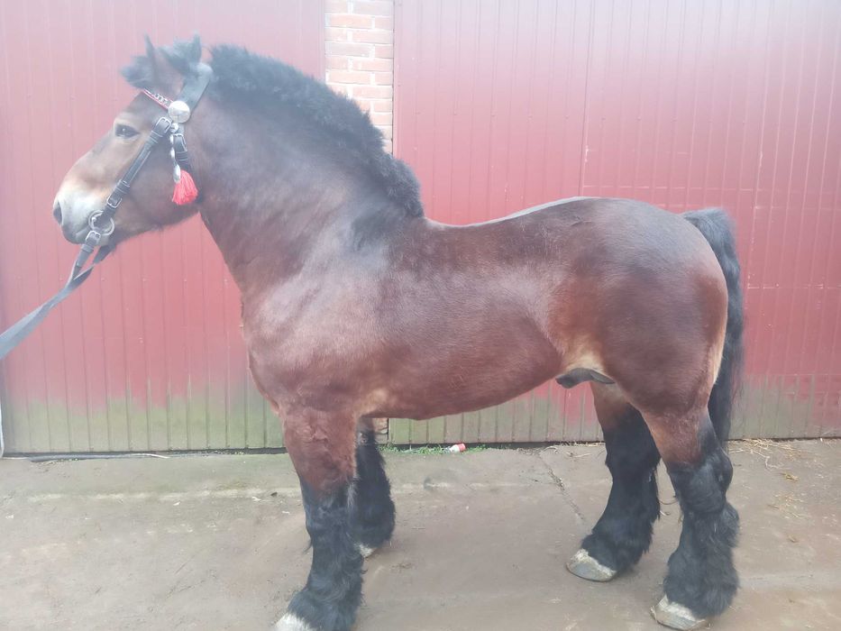 Stanówka ogier , Ogier Arden Polski