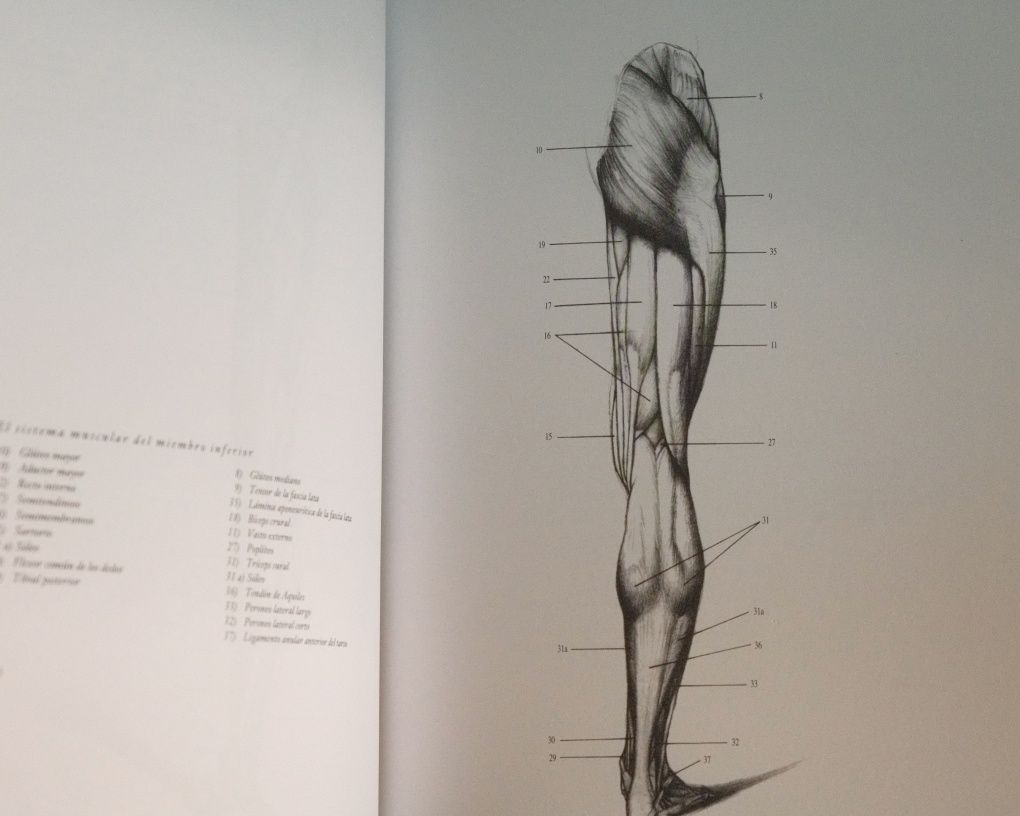 Anatomía artística del cuerpo humano, Jeno Barcsay