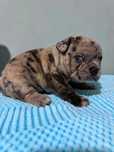 Bulldog france femea e M blue merle