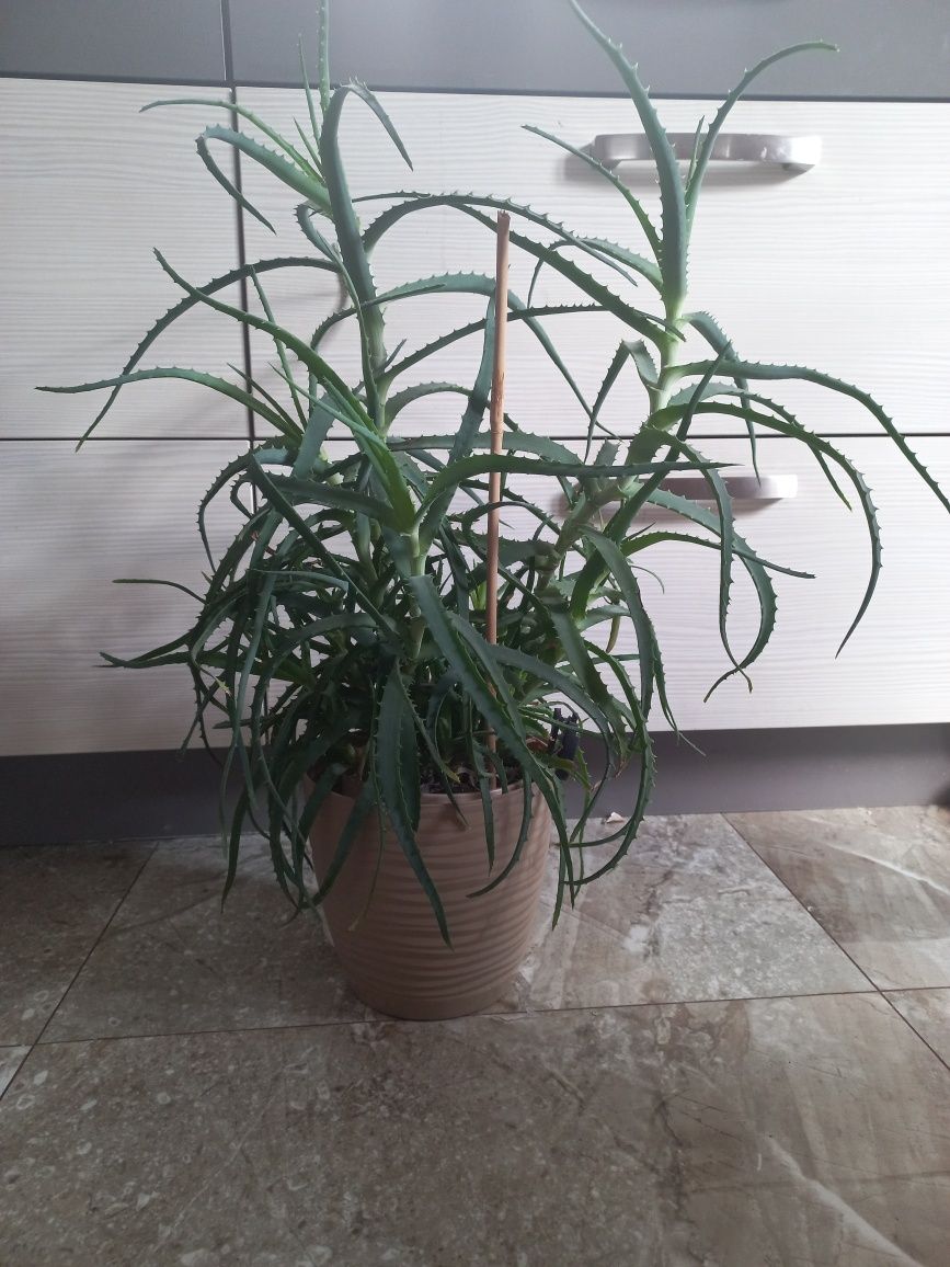 Kwiat Aloes 71 cm