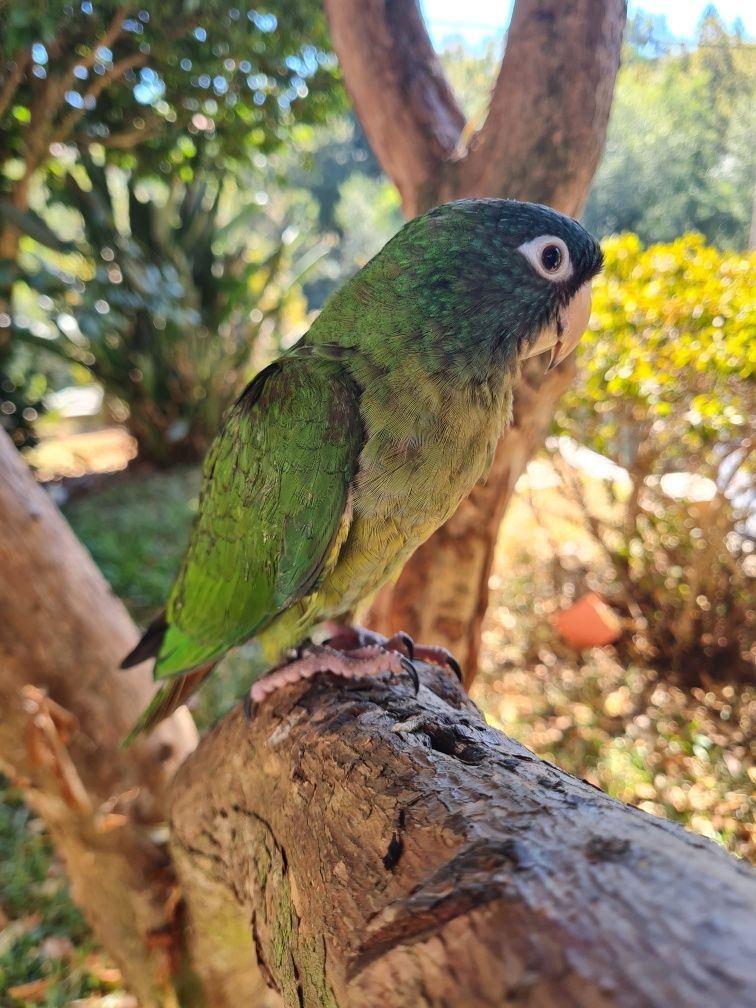 Aratinga acuticaudata meiga