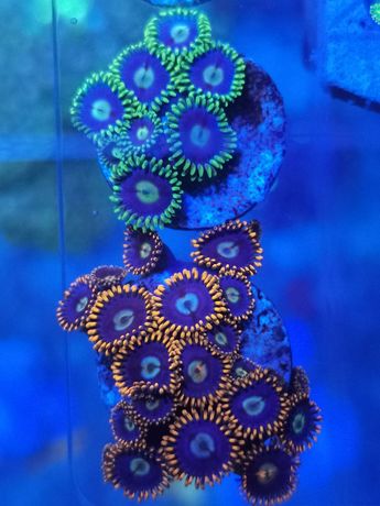 Koralowce: zoanthus, grzybki