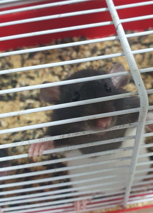 Крысята дамбо  ,ждут свои ручки.