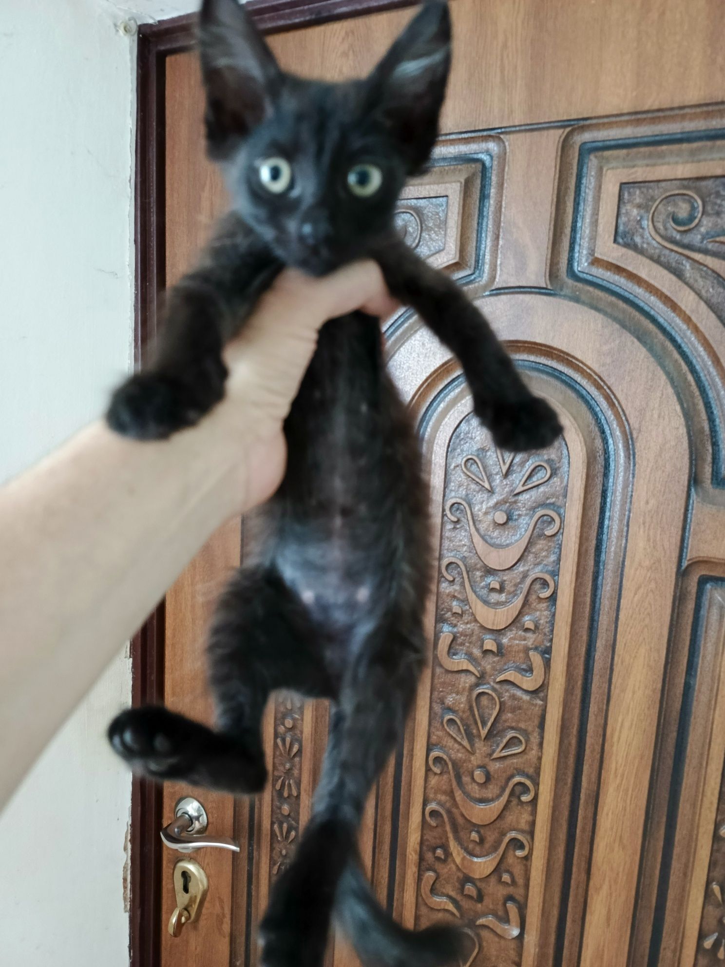 Котёнок бесплатно