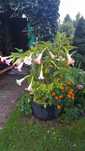 Datura nadwyżki ,sadzonka