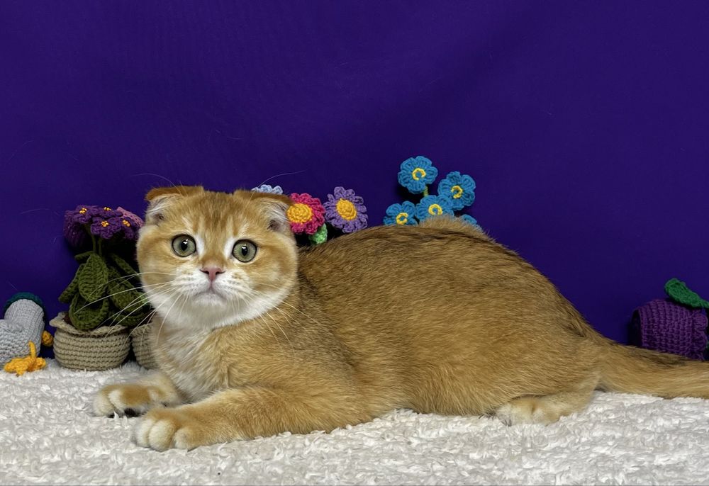 Шотландський висловухий котик