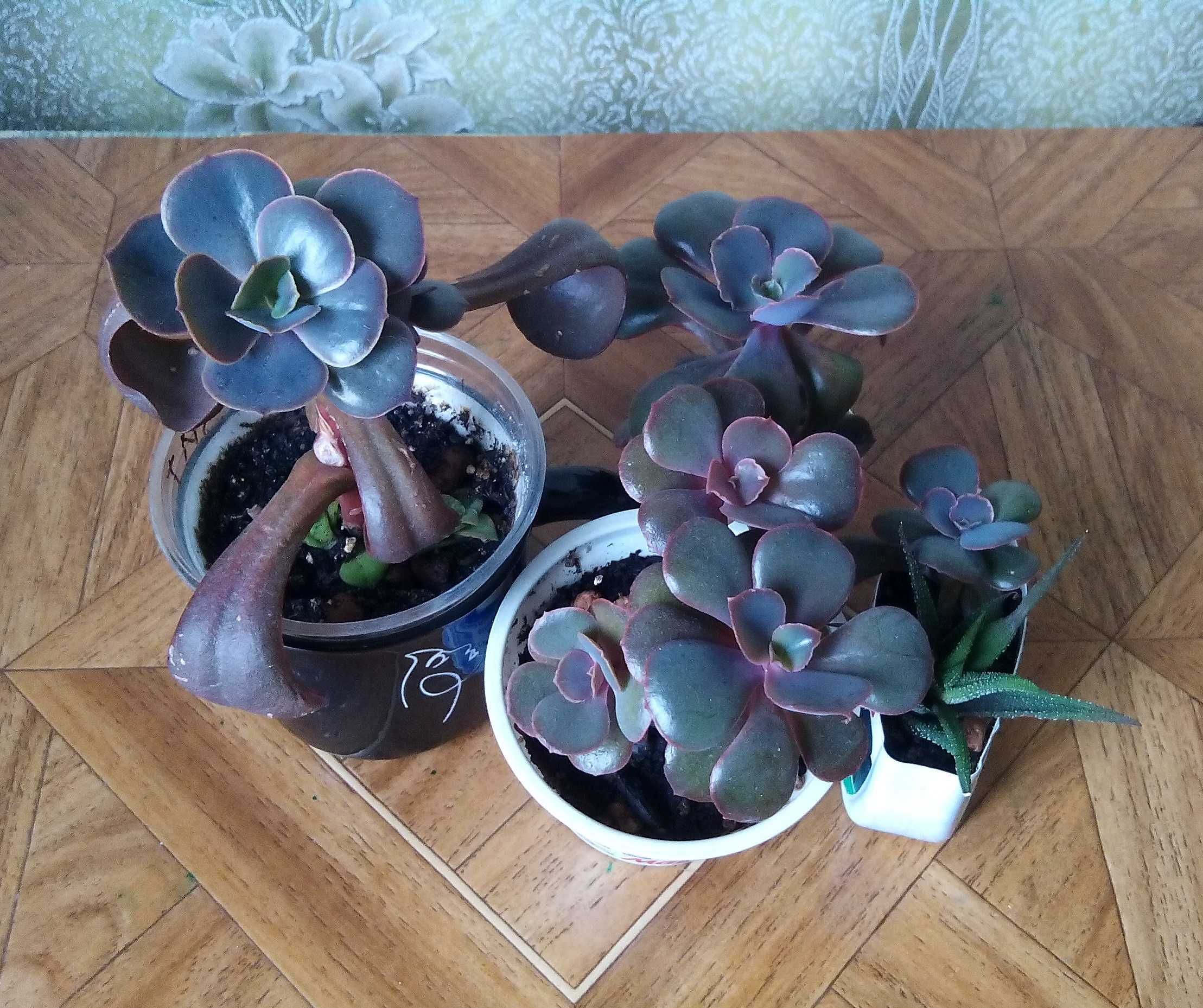Сукуленти. Echeveria.Еоніуми Декорум,Аізон. Красула Перфората