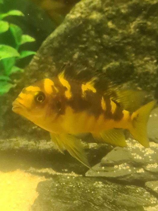 Ryby - pyszczaki (szerszenie) dorosłe