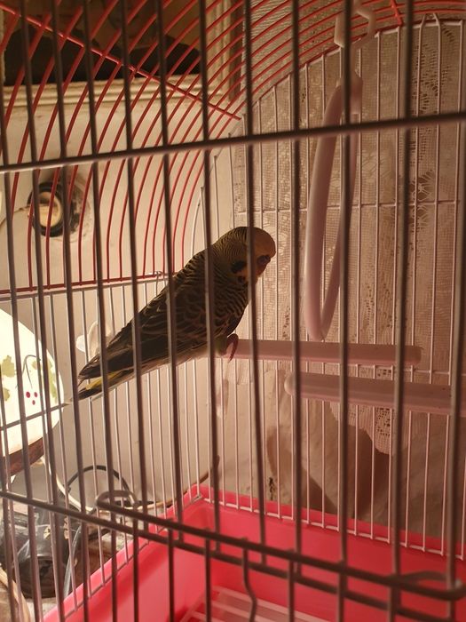 Продам тваринку з кліткою