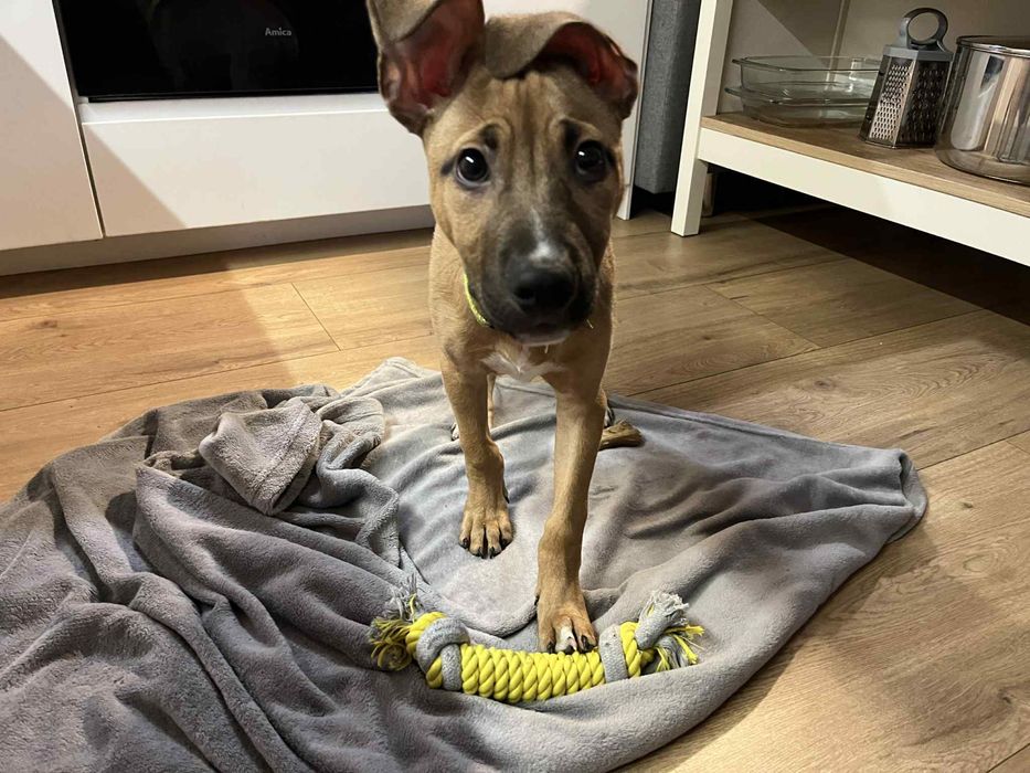 Szczeniak 9,5 tygodnia mieszanka z Pitbull