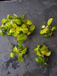 Anubias Nana - roślina akwariowa
