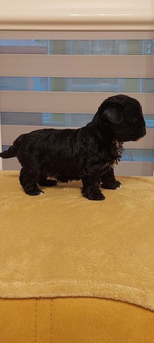 Suczka Yorkshire terrier Black