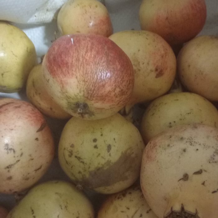 Vende se Romã biológica