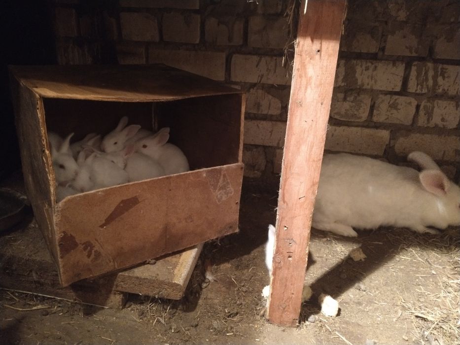 Продам кроликов разных