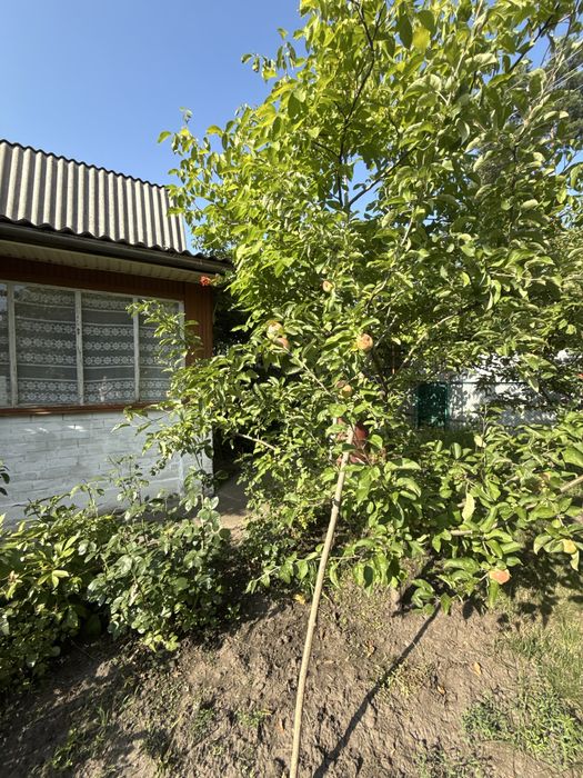 Продаж дачного будиночку в СК «Дружба»