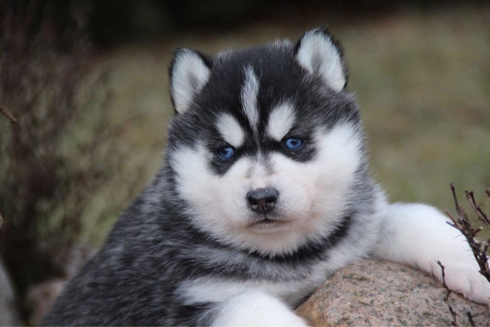 Siberian husky suczka odbior grudzień ZKwP FCI