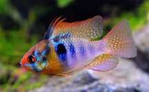 Ramirezi "German Blue"