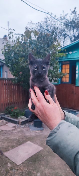 Віддам кошенят (2 дівчинки) в добрі руки