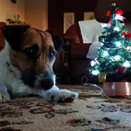 Jack Russell Terrier piesek biało- brązowy gotowy do odbioru