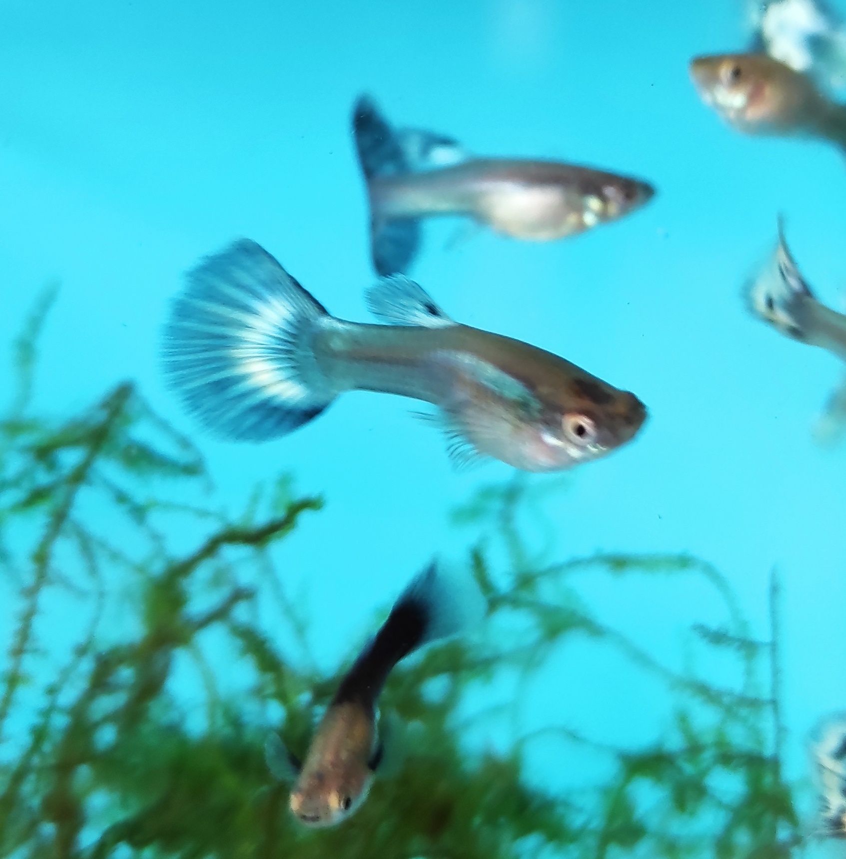 Guppys sortidos ,