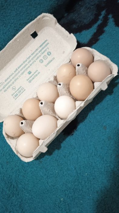 Яйця на продаж домашні