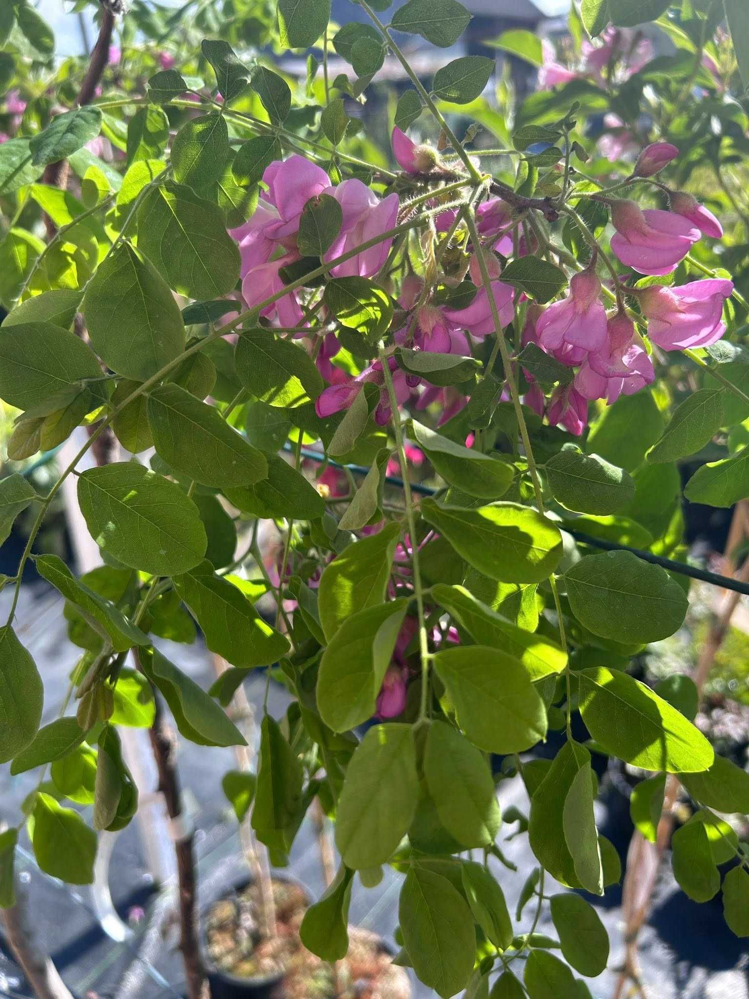 Robinia akacjowa