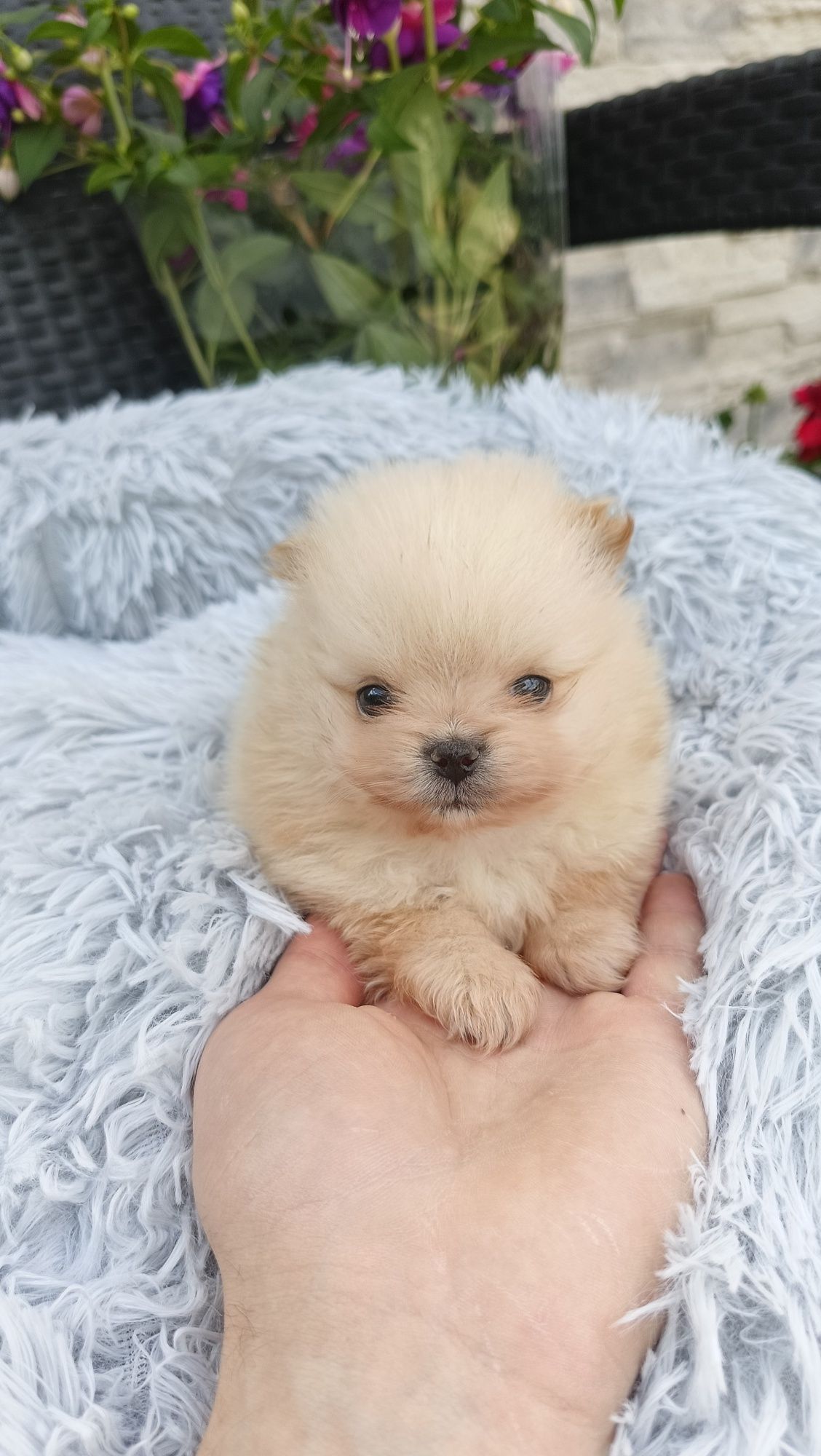 Szpic miniaturowy pomeranian