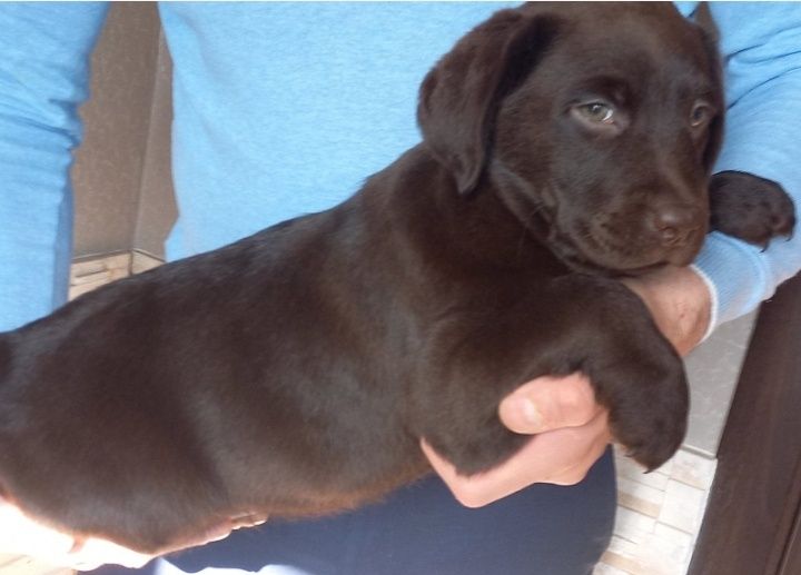 Крупный Шоколад коричневый Лабрадор Ретривер щенки питомника