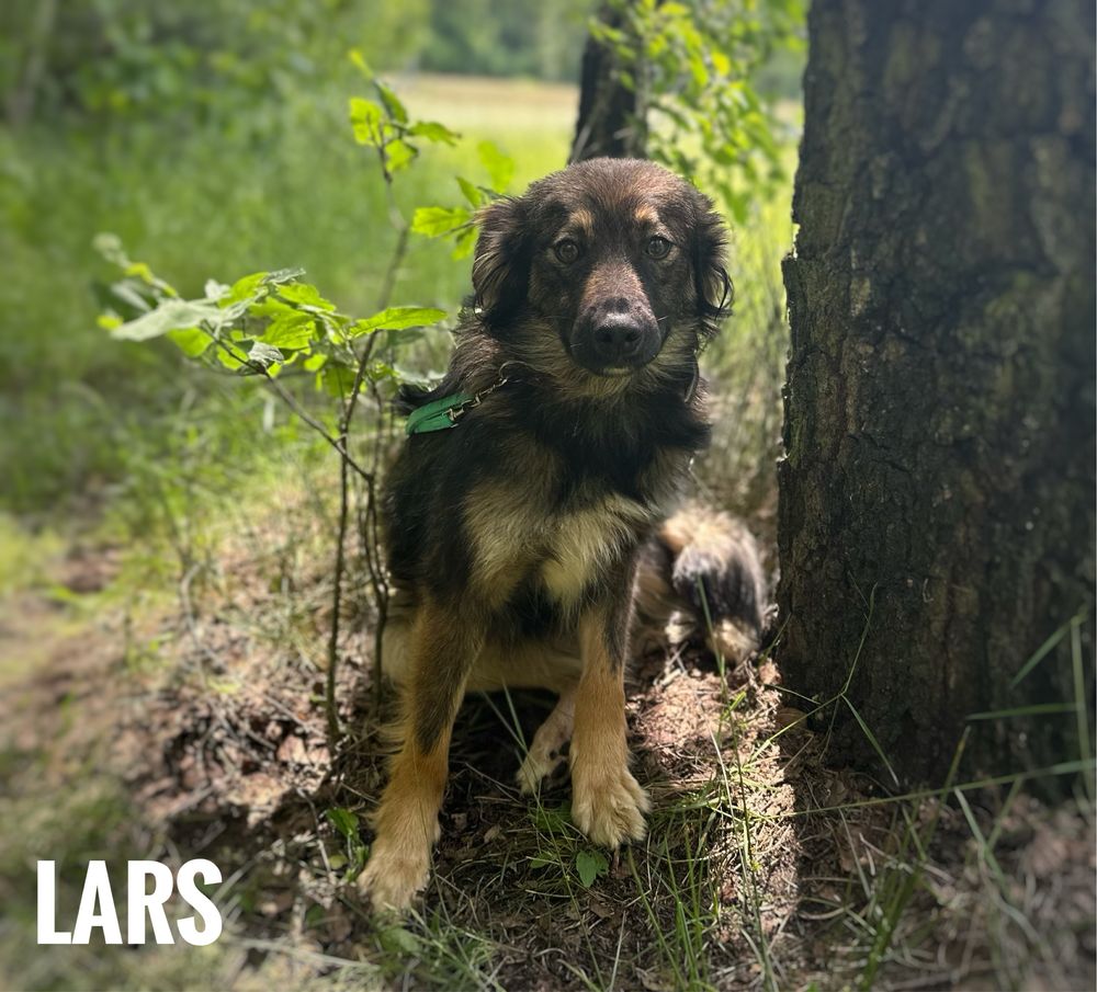 1,5 roczny, 10 kg, kochany Lars. Adopcja