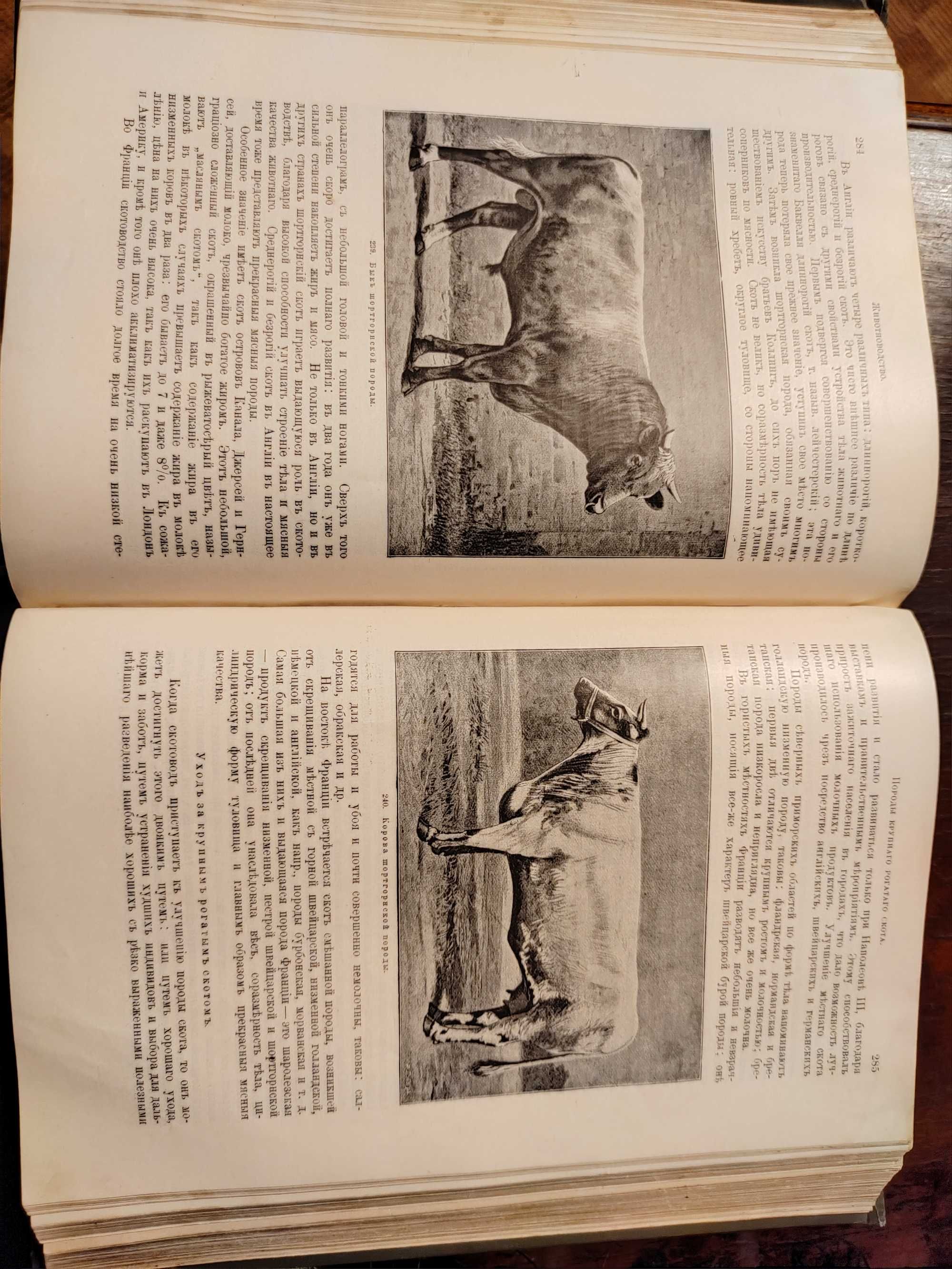 Книга энциклопедия 1904 год