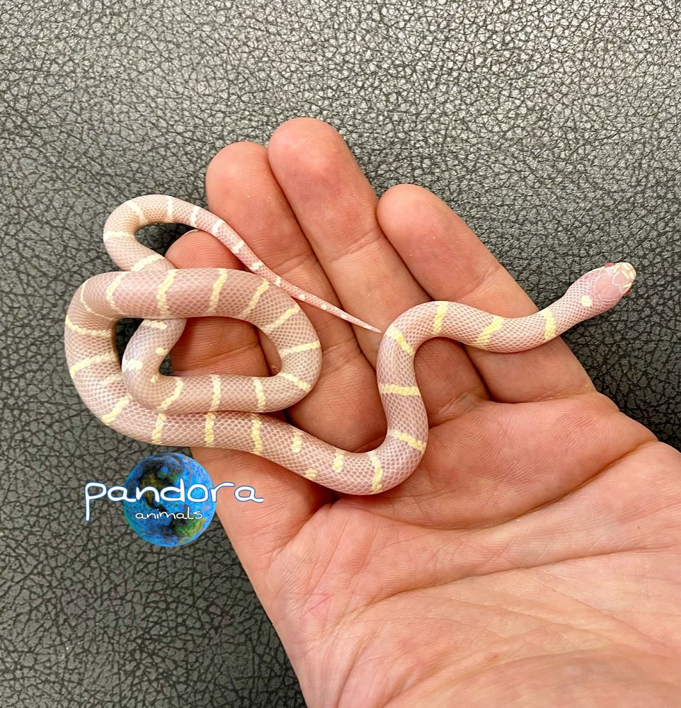 Калифорнийская королевская змея альбинос LAMPROPELTIS GETULUS CALIFORN