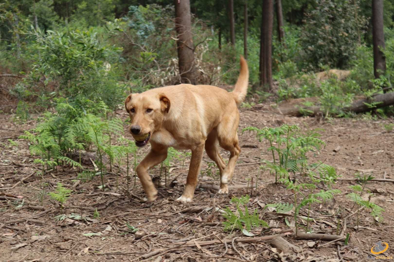 Para adoção: Max