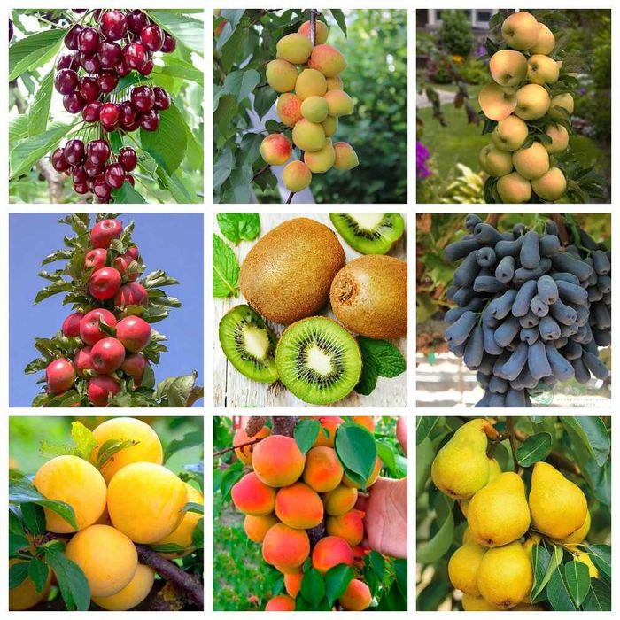 Новые сорта роз, плодовых деревьев и кустарников. Огромный ассортимент