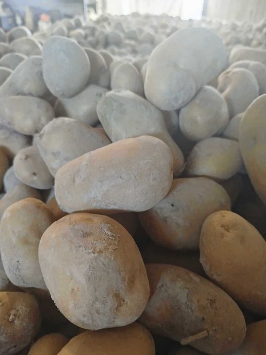 Ziemniaki marabel, lord