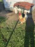 Dwa roczne koguty