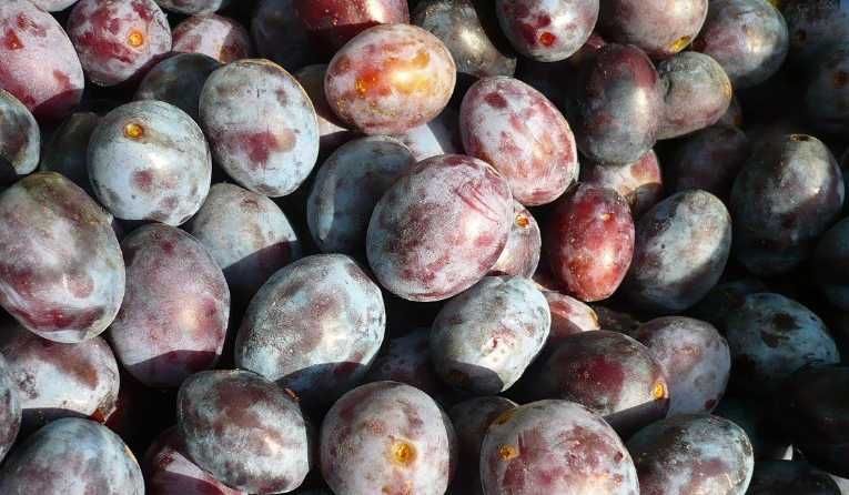 Śliwka 10kg  węgierka lipcówka z własnego sadu