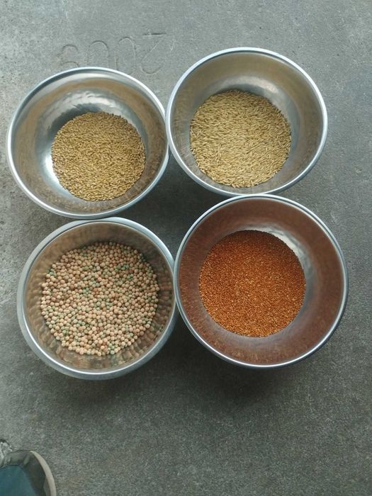 Sprzedam Jęczmień TILMOR,  Proso, Owies, Groch  (szczegóły w opisie)