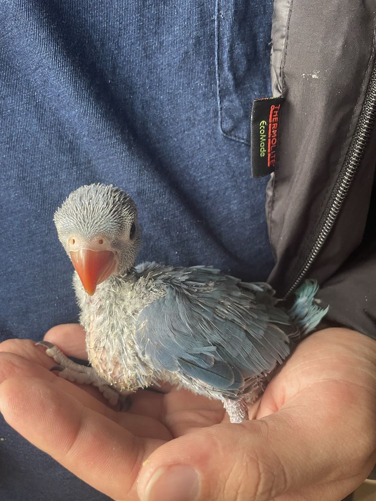 Ring Neck Azul Muito Meigo
