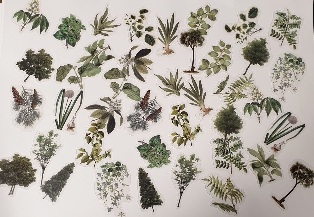Naklejki leśny, Naklejki botaniczne,  Naklejki rośliny