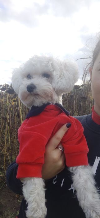 Мальчик мальтипу ищет девочку