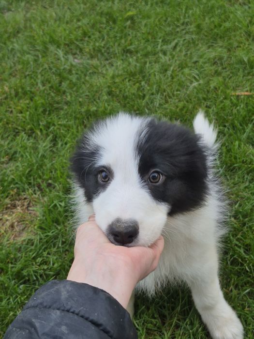 Piesek border collie show po zdrowych rodzicach