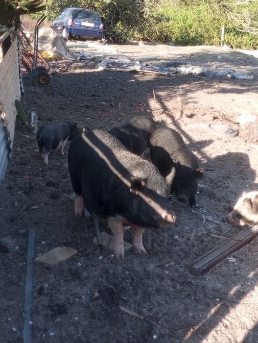 Porcos cruzados de petersan com vietnamita tenho com várias meses