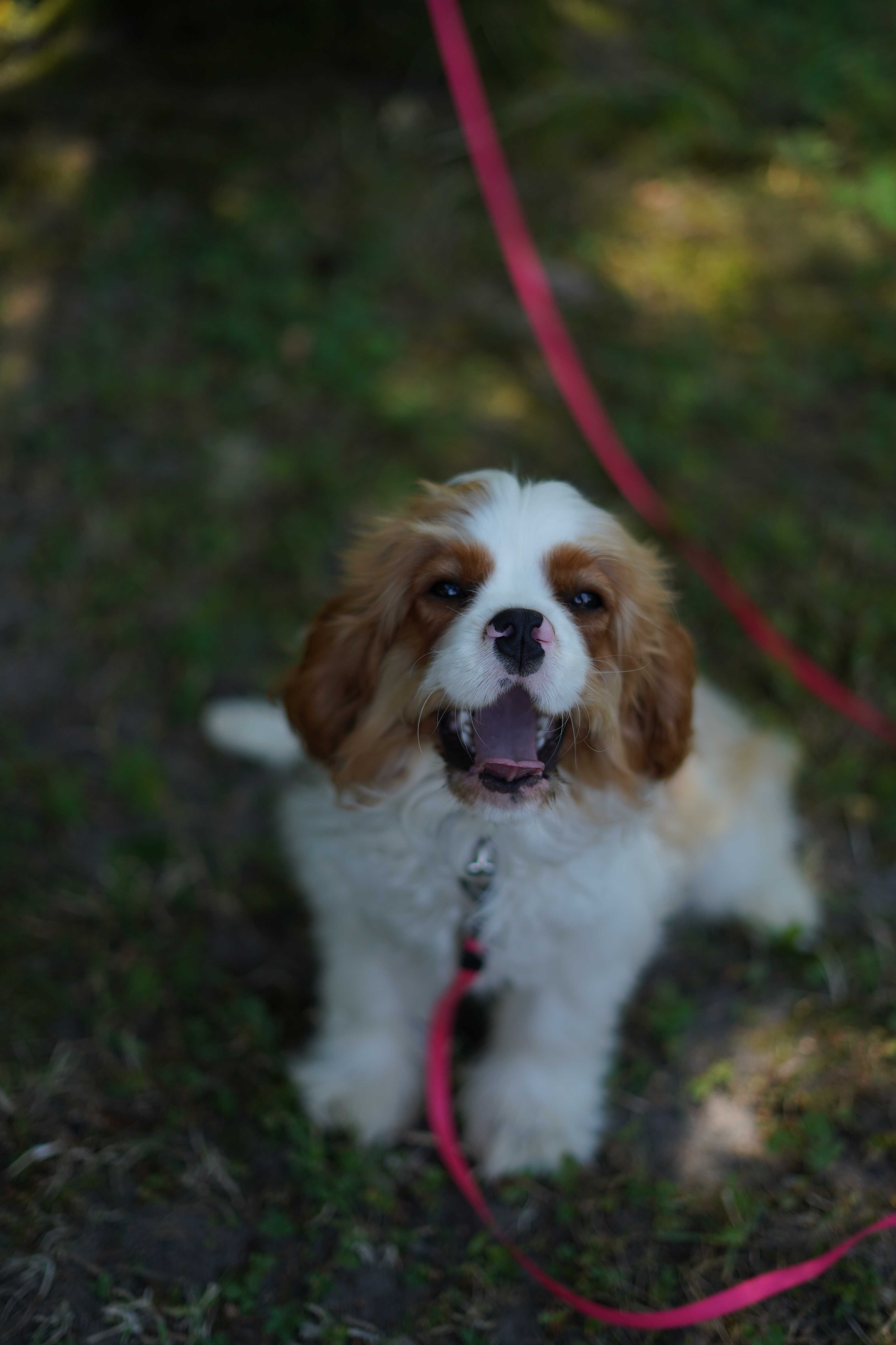Cavalier King Charles Spaniel FCI ZKWP