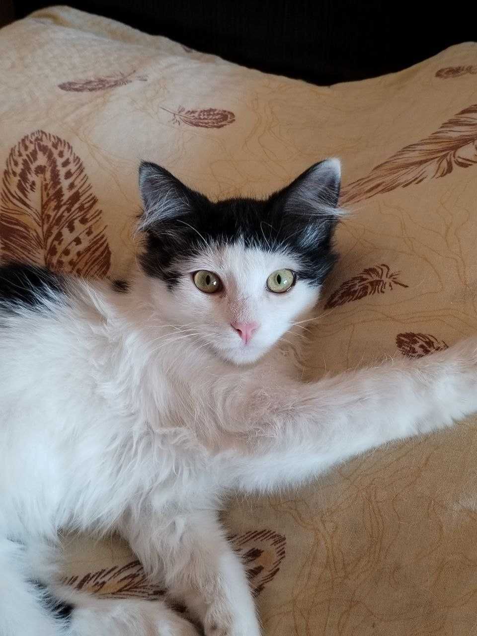 Кошенятко (котик) в добрі руки (безкоштовно) - Київ