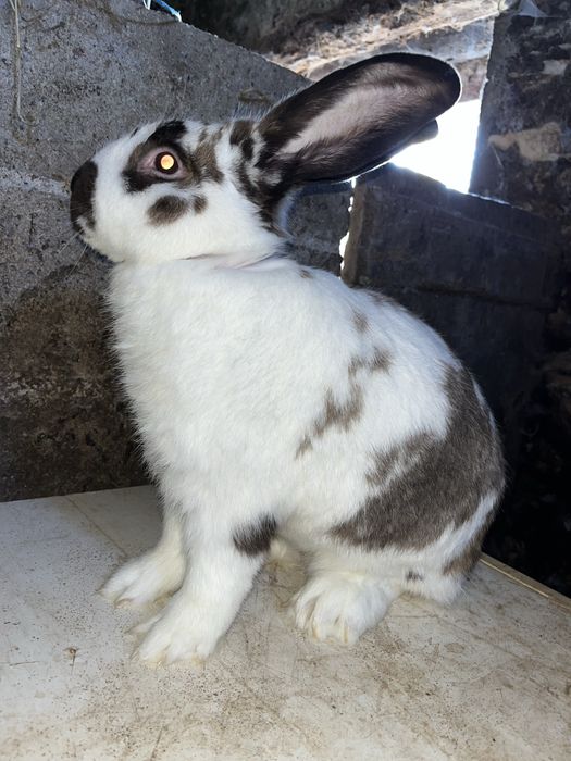 Coelhos Caseiros – 2 Meses | Filhos de Excelentes Reprodutores