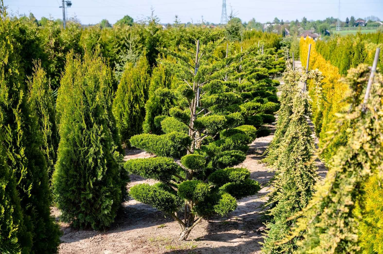 Bonsai, Jałowce strzyżone - piękne okazy