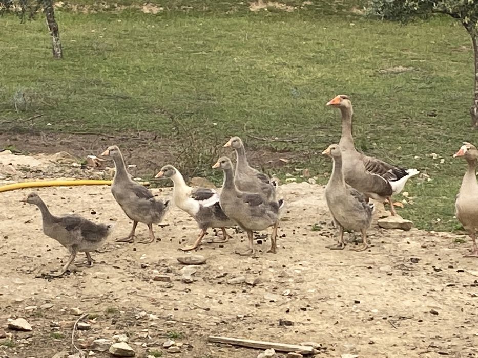 Ganso comum-ocidental, “Anser Anser”