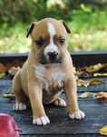 Amstaff  mocna suczka  ZKwP Rebel Flag