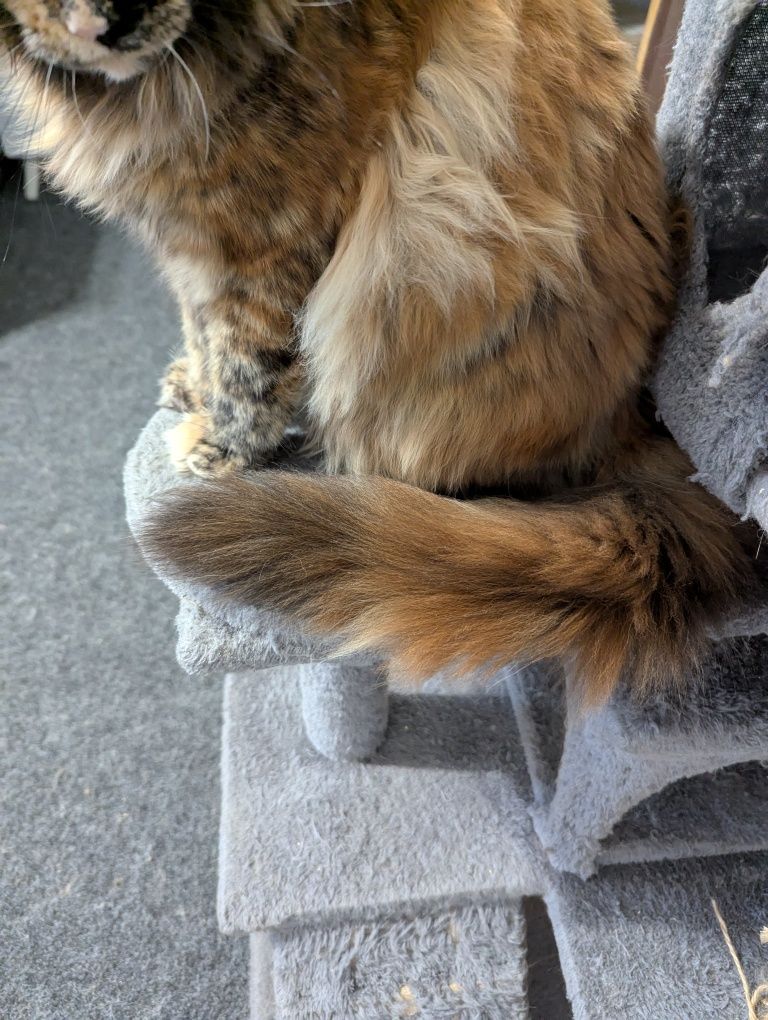 Котёнок Мейн Кун Кошеня Мейн кун Рыжий кот Кошка Девочка